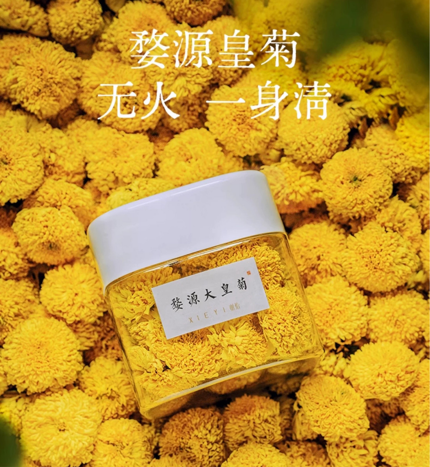 谢怡 婺源大皇菊 高山黄菊一朵一杯 特级野生金丝皇菊
